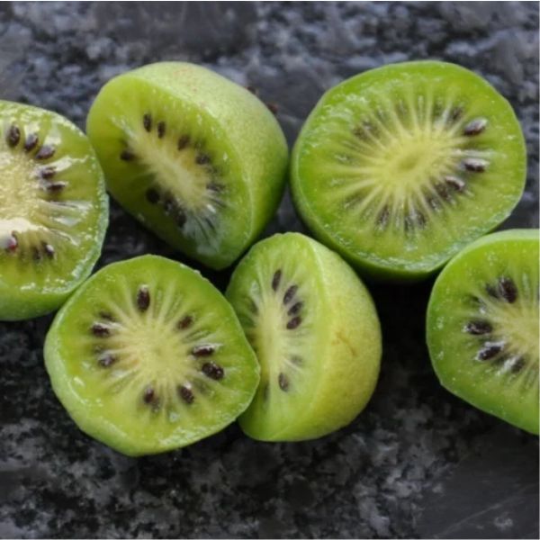 sadzonki mini kiwi